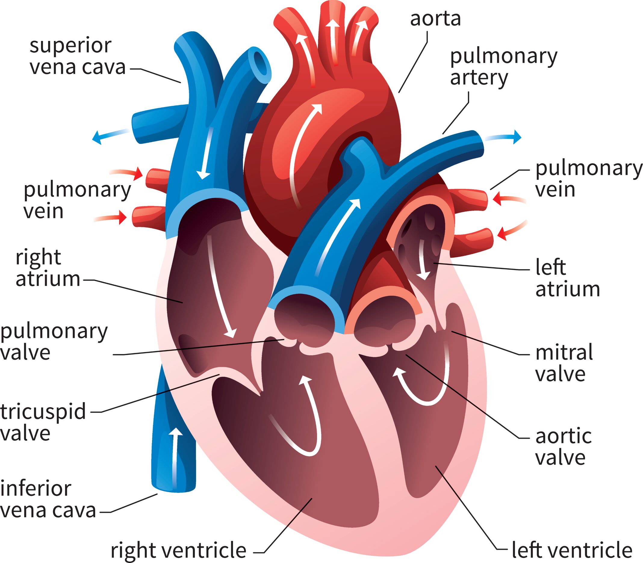 The human heart anatomy includes four chambers and four valves.